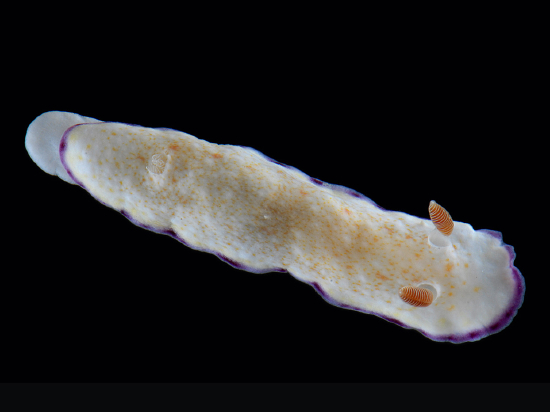  Goniobranchus alius (Sea Slug)